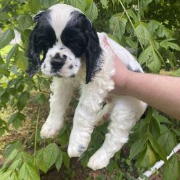 Cocker Spaniel Puppies from Mable meadows Cockers
