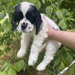 Cocker Spaniel Puppies from Mable meadows Cockers