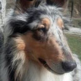 Collies from Enterprise Collies Of Distinction