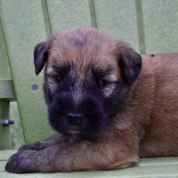 Cedar - Wheaten male Soft Coated Wheaten Terrier puppy in Kirksville, Missouri from Ironwood Ridge Kennels