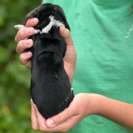 Male 4 - Black brown and white male Basset Hound puppy in Lindley, New York from Hill Top Basset Hounds & Cane Corso