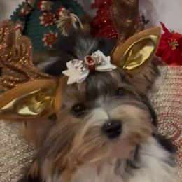 Star - Black tan and white female Biewer Terrier puppy in Rocklin, California from Precious Jewels Biewer Terriers