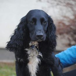 Jasper - English Cocker Spaniel