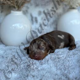 Dachshund Puppies from CSW Dachshunds