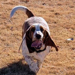 Basset Hounds from High Desert Hounds UT