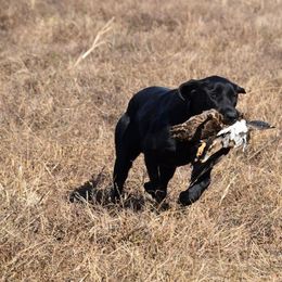 Labrador Retriever All Grown Up from Rainforest Coastal Labs