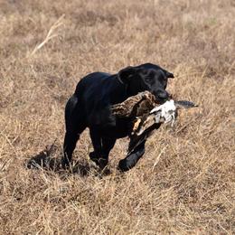 Labrador Retriever All Grown Up from Rainforest Coastal Labs