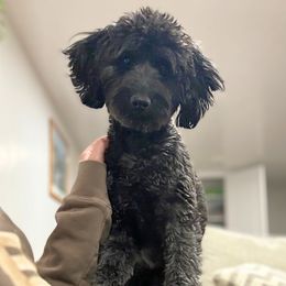 Oreo - Goldendoodle