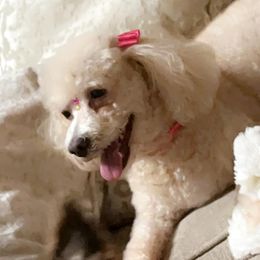 Poodles and Yorkipoos from Pawsome Poodles