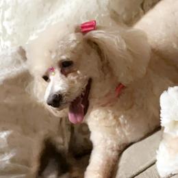 Poodles and Yorkipoos from Pawsome Poodles