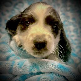 Peter - Piebald male Dachshund puppy in Pocasset, Massachusetts from Dachs of the Bay