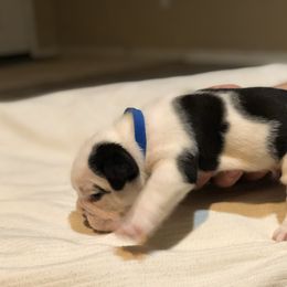 English Bulldog Puppies from Ruza's Bulldogs