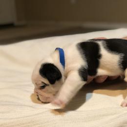 English Bulldog Puppies from Ruza's Bulldogs