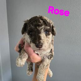 Rose - Red merle female Aussiedoodle puppy in Loveland, Colorado from A&L Ranch Aussiedoodles