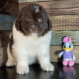Daisy - White and brown female Newfoundland puppy in Tully, New York from Bear Paw Newfoundlands