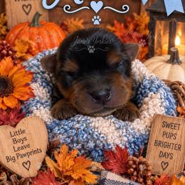 Asher - Black and tan male Yorkshire Terrier puppy in Cameron, Oklahoma from Jane’s Yorkies