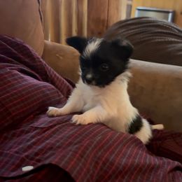 Tinsel - White and black female Papillon puppy in Powell, Wyoming from Heart Mountain Kennels