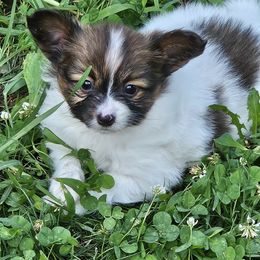 Starla boy - Red white and sable male Papillon puppy in Fulton, Missouri from Papillon Love