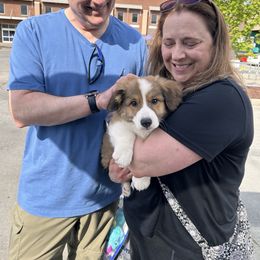 Deacon - Red and white Cardigan Welsh Corgi puppy in Columbia, South Carolina from Luxe Cardigan Welsh Corgis