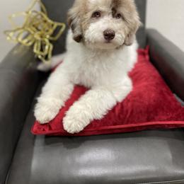 Bernedoodle and Cavapoo Puppies from Dulcito Doodles