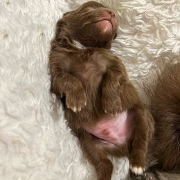 Sheldon - Chocolate parti male Pomeranian puppy in Plano, Texas from Pom Frenzy