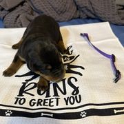 Purple collar - A litter - Black and tan female Beauceron puppy in Sterling, Illinois from Beaucerons of Tempete De Hope