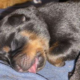 Girl 1 - Black and mahogany female Rottweiler puppy in Linthicum, Maryland from Of The Saints Rottweilers