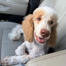 Sunny - Parti male Poodle puppy in Surprise, Arizona from Oh Doodles Doodlery