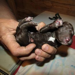 Goldendoodle and Poodle Puppies from David & Patricia Elliott
