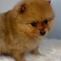 Skipper - Orange sable male Pomeranian puppy in Eden, North Carolina from Whippoorwill Pomeranians