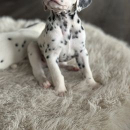 Dalmatian Puppies from Pawsitively Spotted