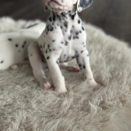 Dalmatian Puppies from Pawsitively Spotted