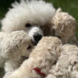 Chinese Cresteds and Poodles from Mindy Dobrow's Chinese Crested Puppies and standard poodles