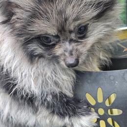 Boy, cagney - Blue merle male Pomeranian puppy in Sanford, Florida from Florida Girl Poms