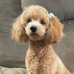 Sadie - Poodle