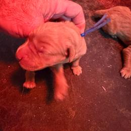 Purple Collar - Dark golden male Golden Retriever puppy in Stigler, Oklahoma from Red MAX Golden Retrievers