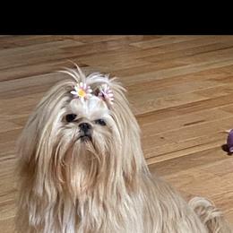 Kiwi - Shih Tzu
