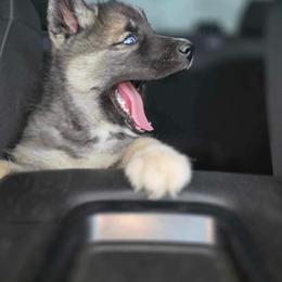 Siberian Husky Puppies from S & J Siberian Huskies