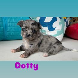 Dotty - Merle female Chihuahua puppy in Canton, Georgia from Moon Made Farm