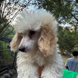 Lil Jean - Parti female Poodle puppy in Florence County, South Carolina from Modern Family Standards