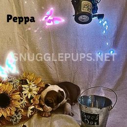 Peppa - Brindle female Bulldog puppy in Tremonton, Utah from Snuggle Pups