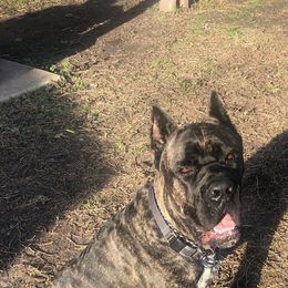 Cane Corso All Grown Up from La Muerte Corso Kennel