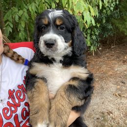 Terrance - Tri-color Bernedoodle puppy in Broadway, North Carolina from Dixie’s Darling Doodles
