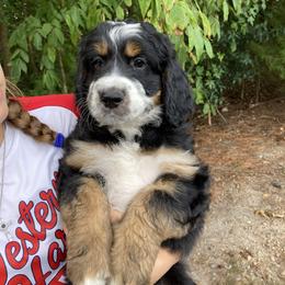 Terrance - Tri-color Bernedoodle puppy in Broadway, North Carolina from Dixie’s Darling Doodles
