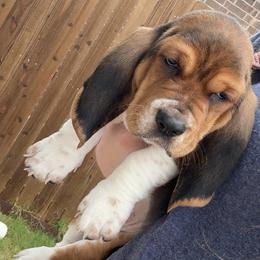 Basset Hound Puppies from Basset farms