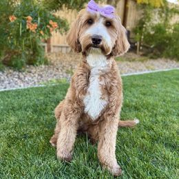 Mango - Goldendoodle