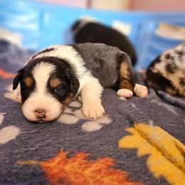 Butterball - Black tri-color male Australian Shepherd puppy in Fort Wayne, Indiana from Grand Ridge Australian Shepherds