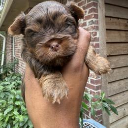Lucky - Chocolate and tan male Yorkshire Terrier puppy in Pearl, Mississippi from Amazing Companions Kennel