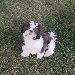 Girl 1 - Chocolate and tan female Shih Tzu puppy in Kennewick, Washington from Tinytails