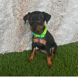 Miniature Pinscher Puppies from DeLeeuw Family Miniature Pinschers